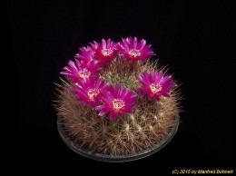 Sulcorebutia purpurea 3431